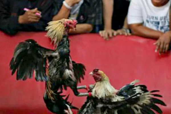 Legisladores proponen una ley contra las riñas de gallos