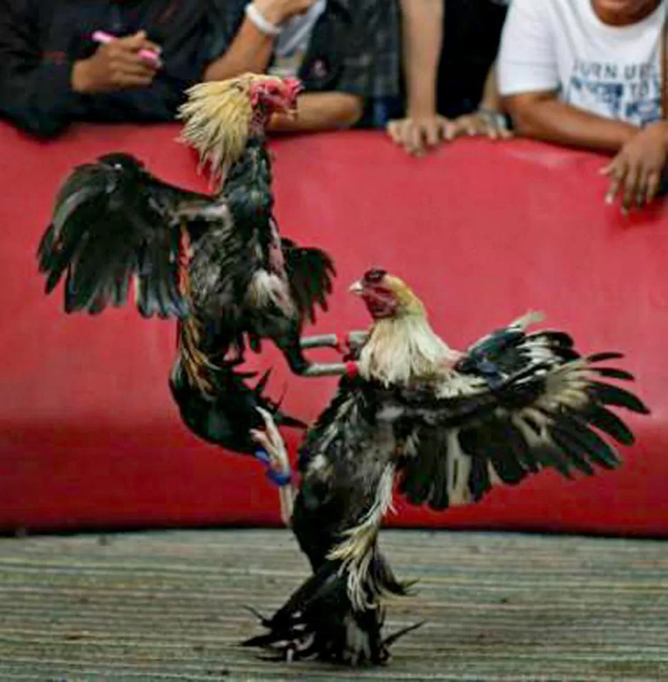 PRÁCTICA SUSPENDIDA. Las riñas de gallos son objeto de un juicio. reuters 