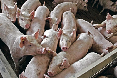 Hasta noviembre se produjeron 526.200 toneladas de carne porcina