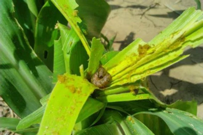 Aconsejan el uso del refugio estructurado para retrasar la resistencia del “Cogollero” al maíz BT