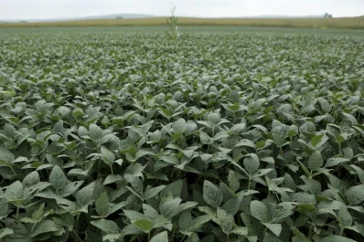 Debido a las retenciones, quedarían sin sembrarse unas 850.000 hectáreas