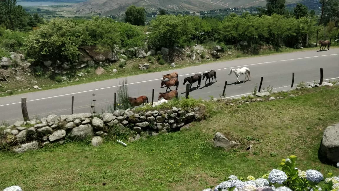 La ruta a Tafí del Valle recibe al visitante con animales sueltos