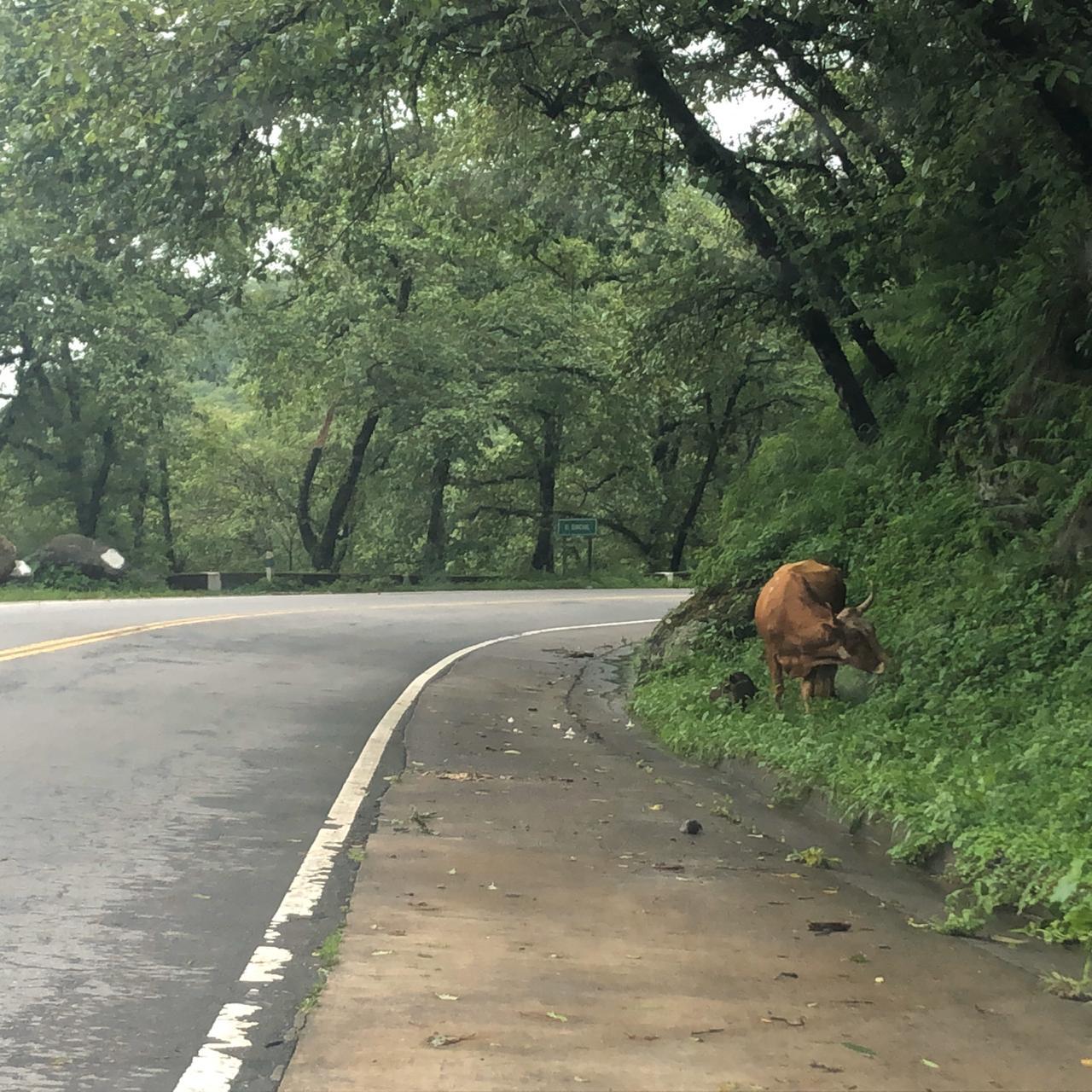 La ruta a Tafí del Valle recibe al visitante con animales sueltos