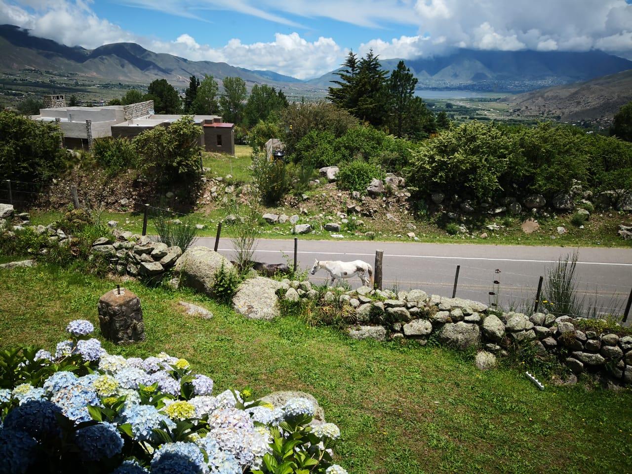 La ruta a Tafí del Valle recibe al visitante con animales sueltos