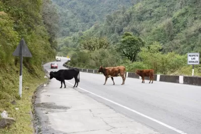 Animales sueltos: los trágicos accidentes en las rutas tucumanas