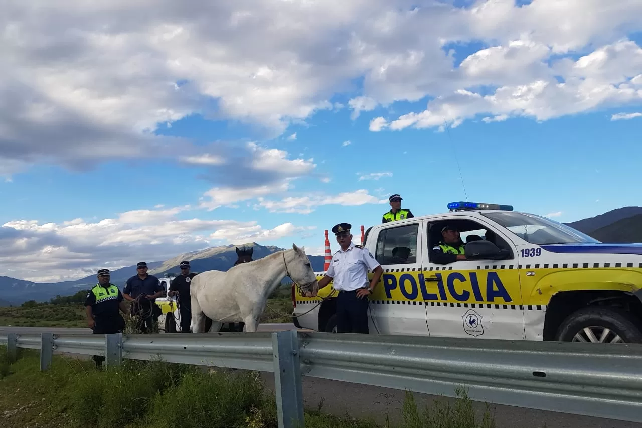 Atrapan animales sueltos en las rutas provinciales tras las denuncias de los vecinos