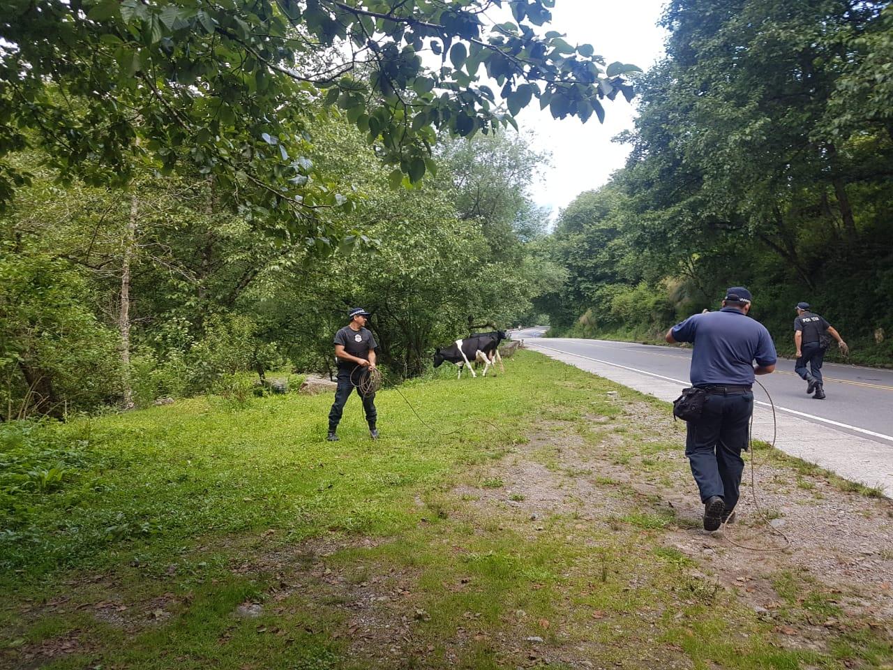 Atrapan animales sueltos en las rutas provinciales tras las denuncias de los vecinos