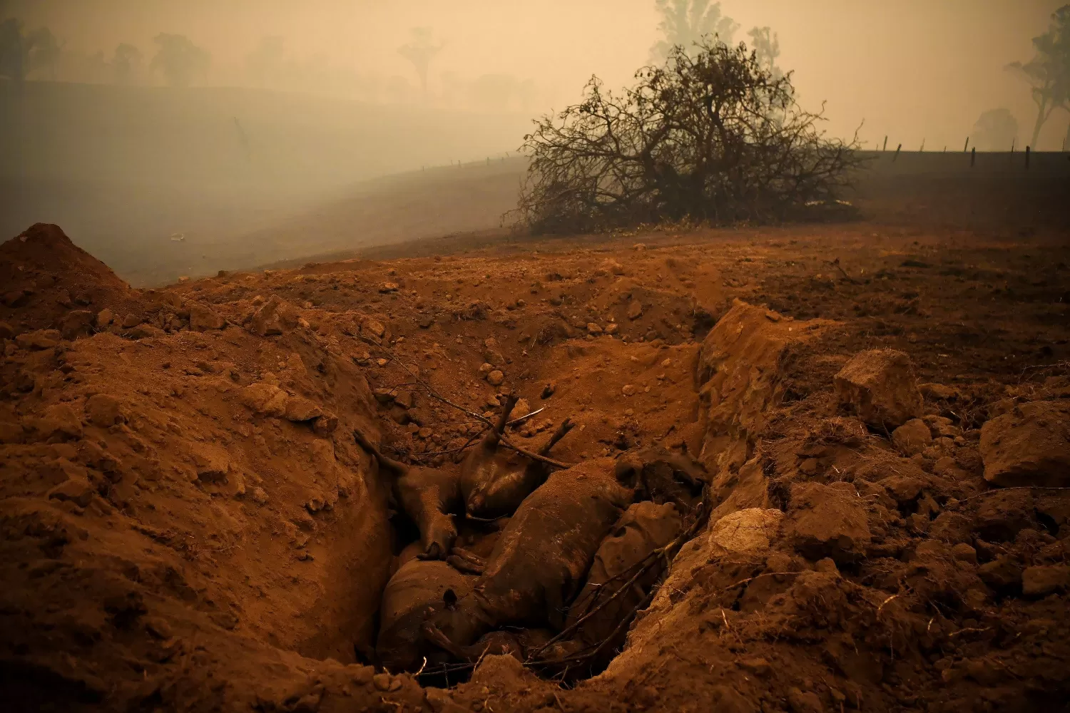 Animales muertos tras los incendios en Nueva Gales