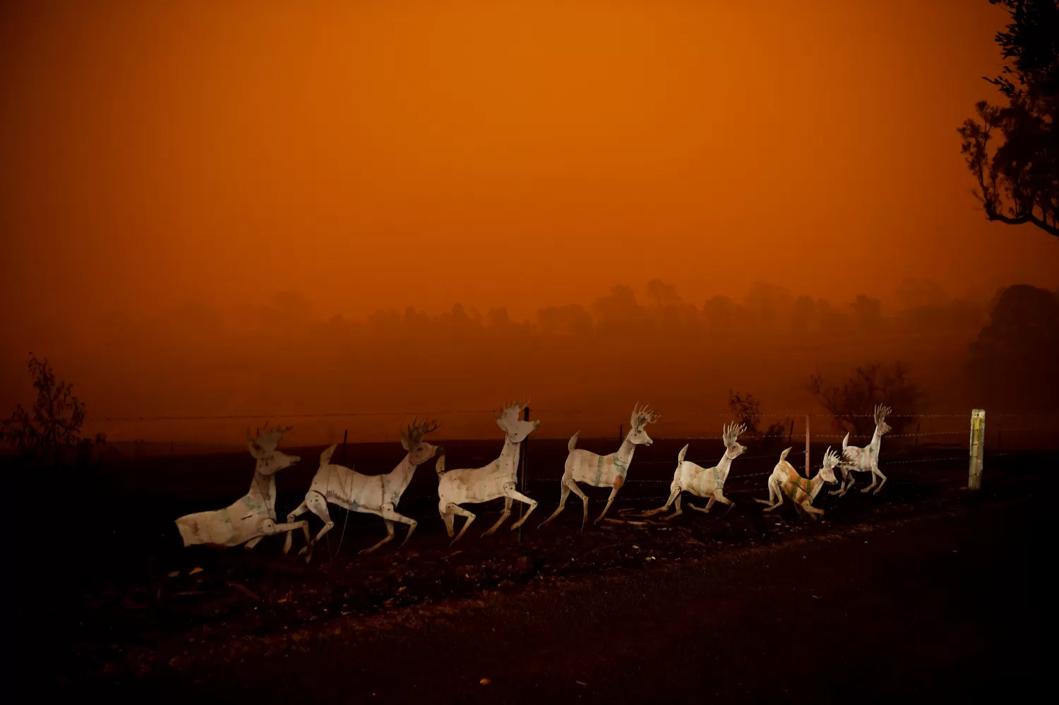 El ganado huye de las llamas y del calor insoportable