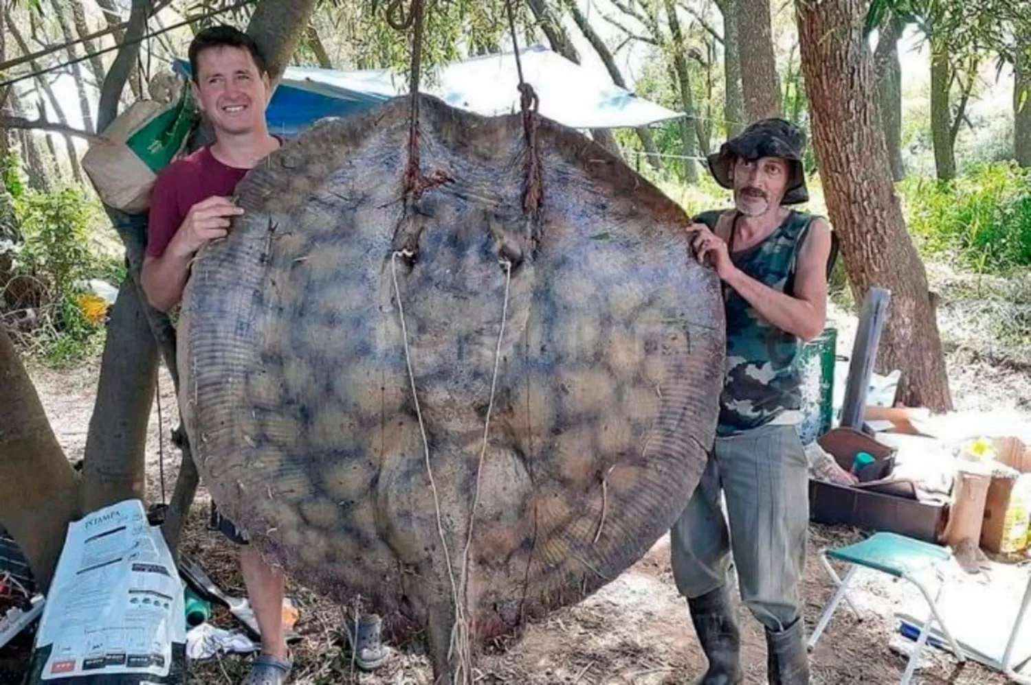 GIGANTE. Un grupo de santafesinos pescó la raya de 150 kilos. FOTO TOMADA DE PRIMERAEDICION.COM.AR