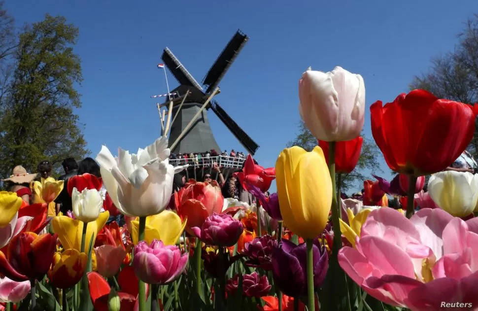 NO MÁS HOLANDA. El país de los tulipanes apunta con el cambio de nombre a una mayor identificación. reuters