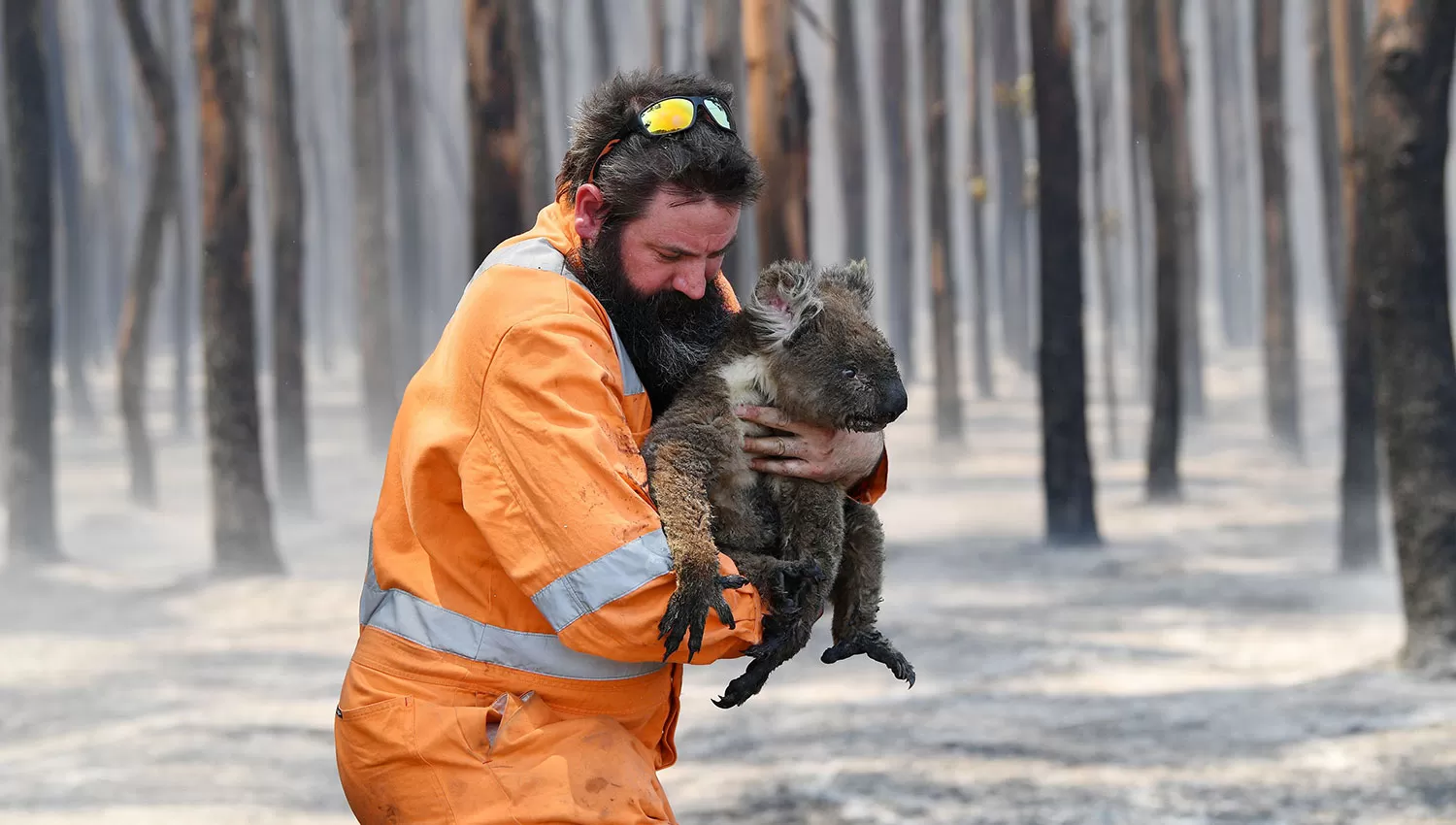 Calculan que millones de animales murieron durante los incendios. REUTERS