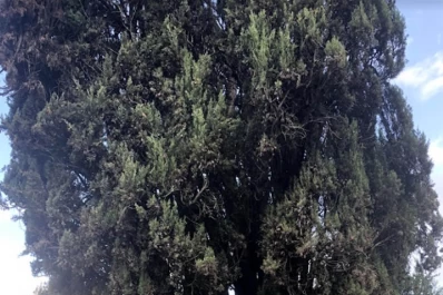 “Tafí del Valle es un aire acondicionado natural”