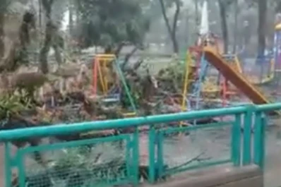 Cayó un árbol sobre los juegos infantiles de la plaza Belgrano