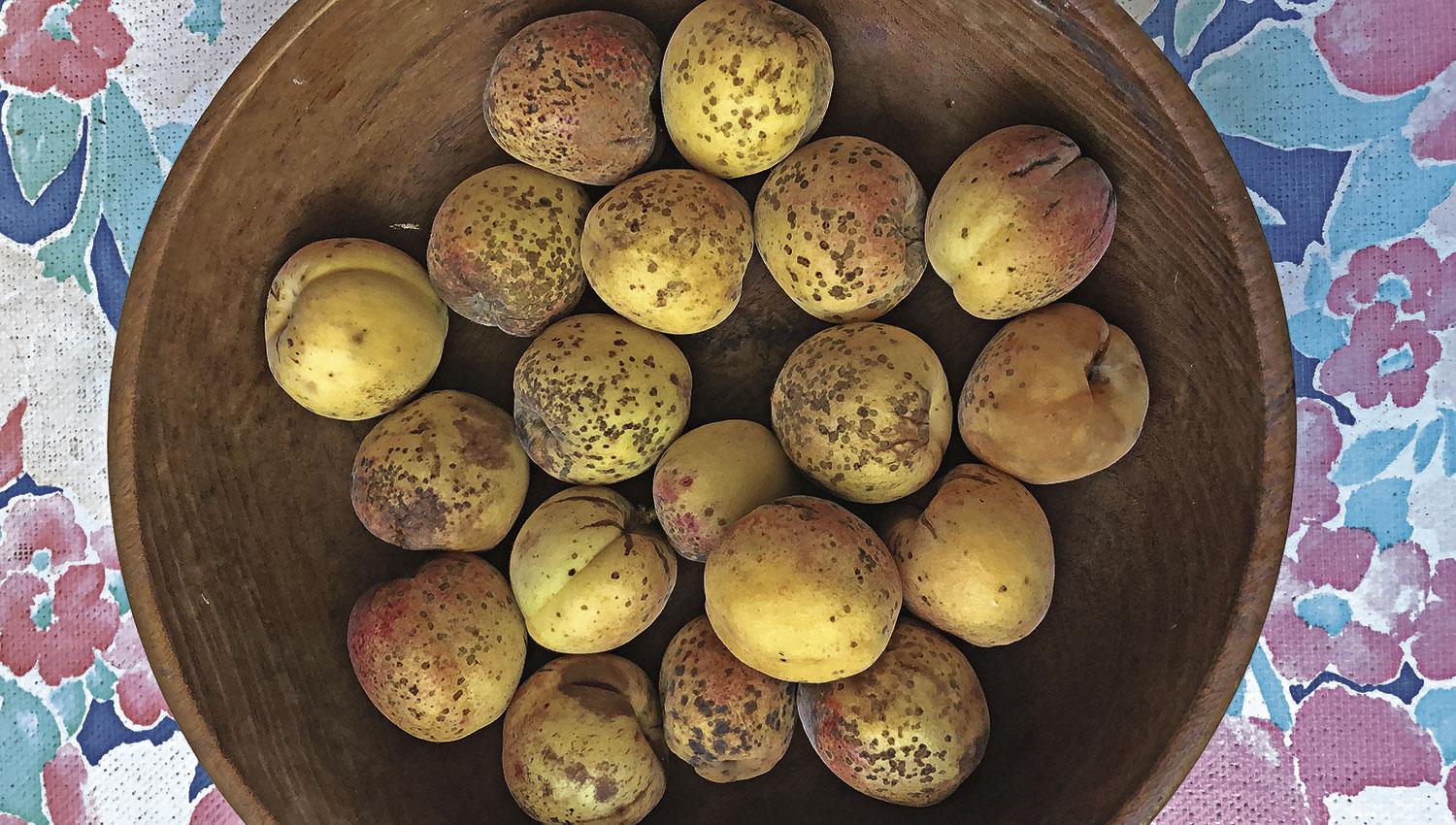 DAMASCOS. Las cosechas en casa de los árboles frutales son una constante.