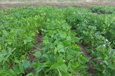 Consejos y precauciones si se opta por sembrar porotos