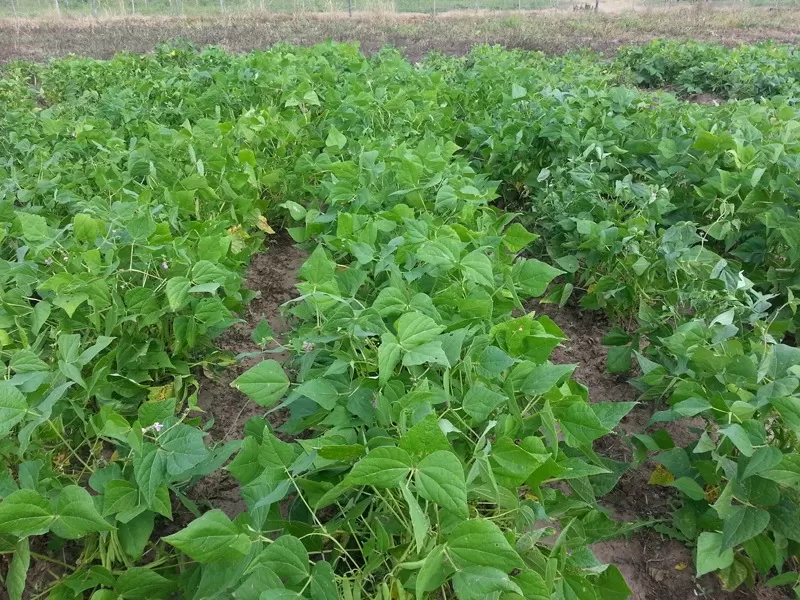 PLAGAS. La Estación Experimental Obispo Colombres ha desarrollado variedades resistentes a ciertas patologías. 