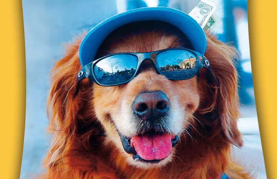 Lo que tenés que saber si salís de viaje con tu mascota 