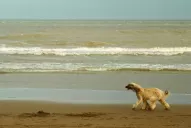 Se extiende por las playas la tendencia pet friendly