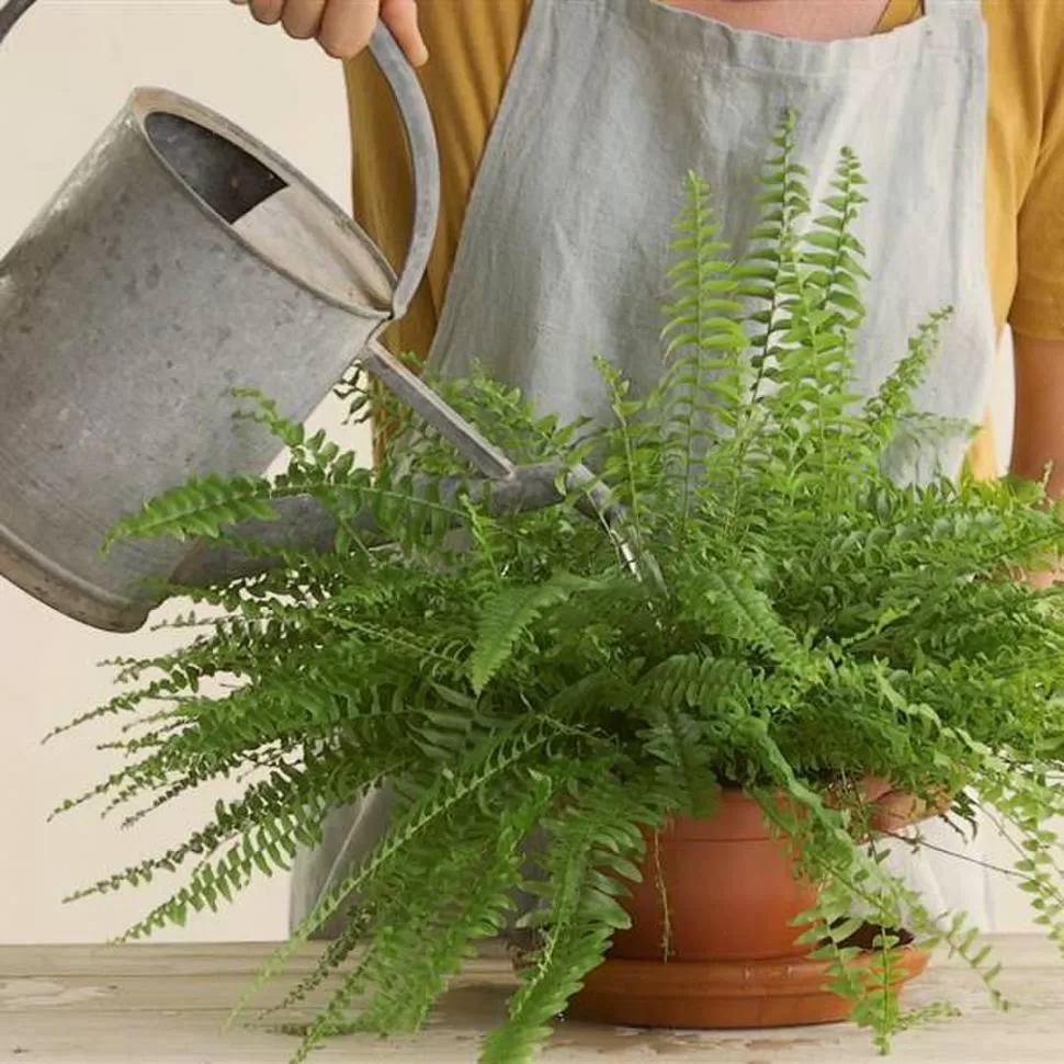 Si ayudás a tus plantas a vencer el estrés, ellas te ayudarán con el tuyo 