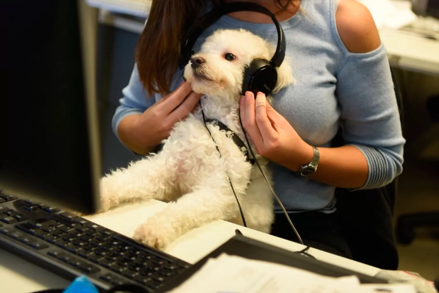 Spotify lanzó listas de reproducción para mascotas