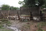 Los animales, las víctimas ocultas de las inundaciones en Tucumán