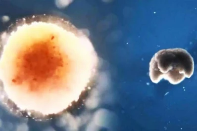 Robots “vivientes”: cómo funcionan y qué puertas abren