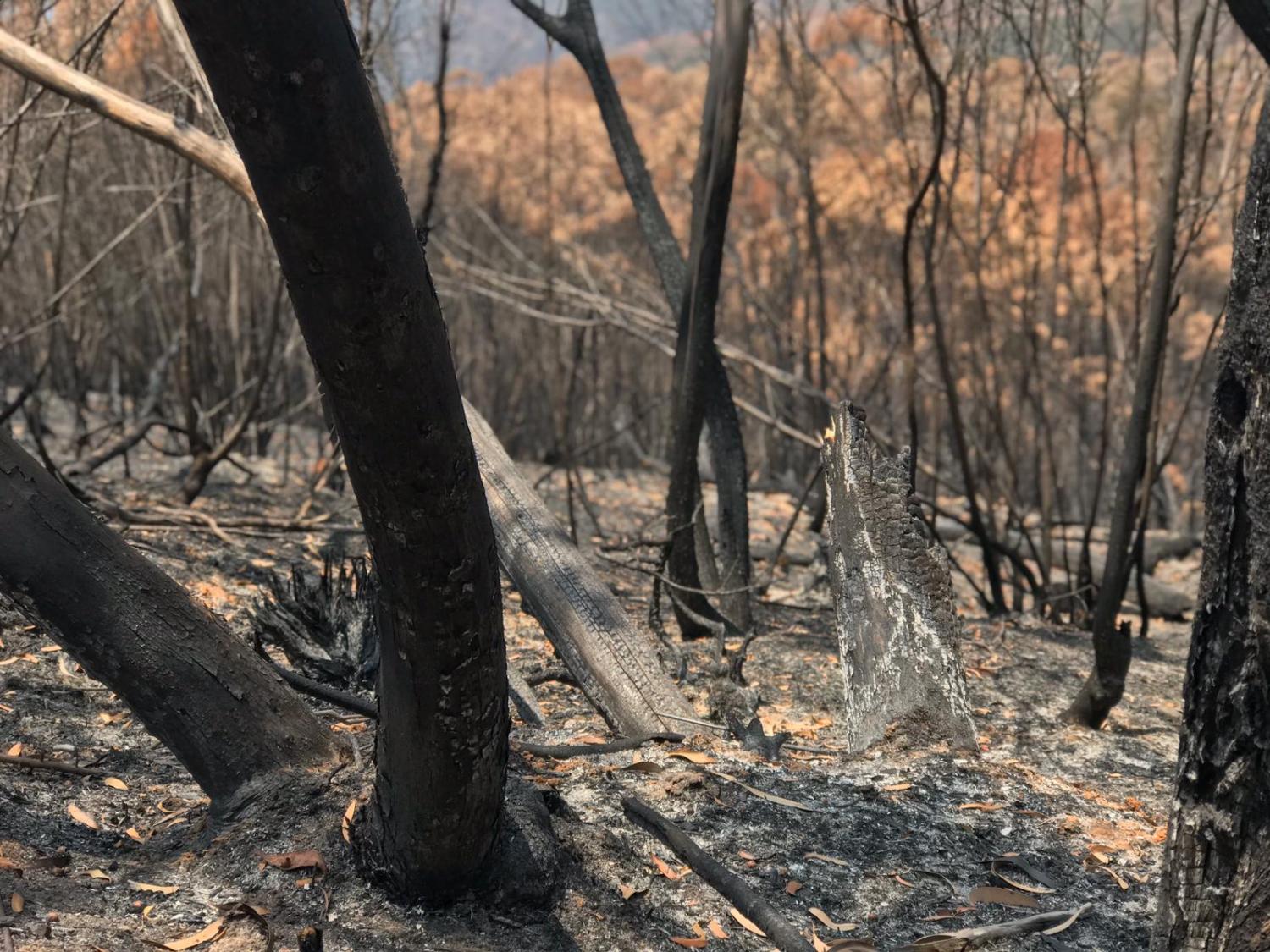 Las pérdidas de los pulmones verdes en Australia.