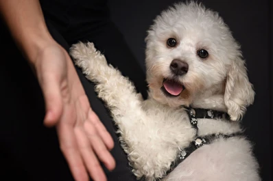 Los perros entienden más de lo que se cree