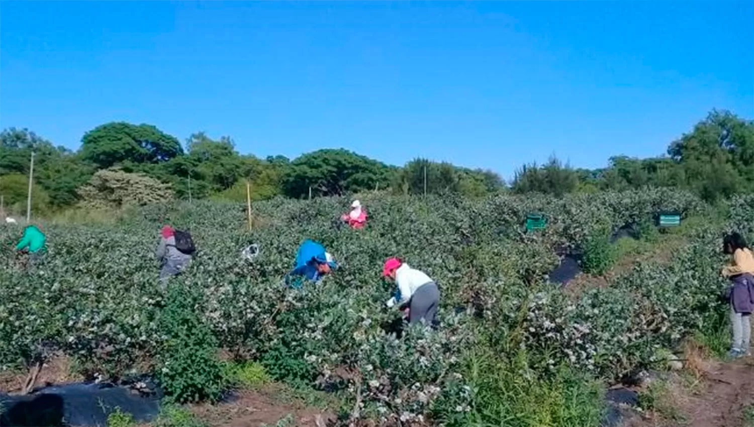 En una inspección, el Renatre detectó un 83% de obreros rurales no registrados