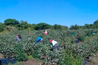 En una inspección, el Renatre detectó un 83% de obreros rurales no registrados