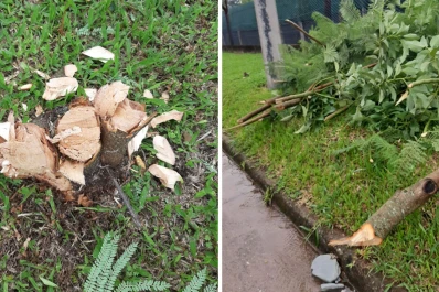 Multaron al country Marcos Paz por talar árboles del espacio público