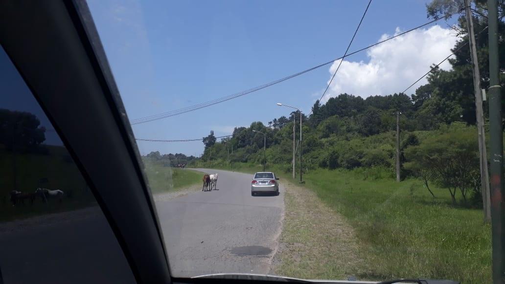 Contenedor de basura desbordado