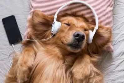 Tu mascota puede escuchar música con la playlist especial de Spotify
