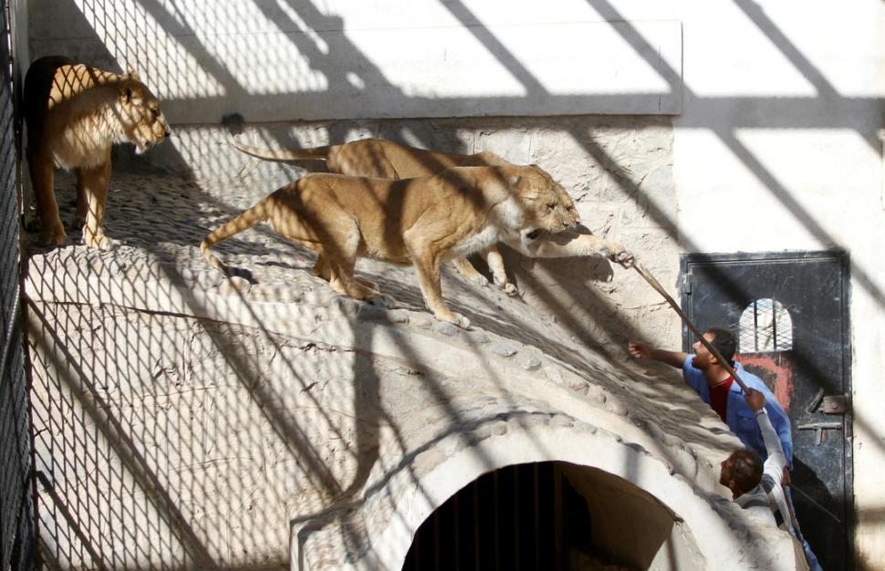 Provocan a leones