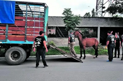 Caballería Secuestró 49 animales sueltos en las rutas en lo que va de enero