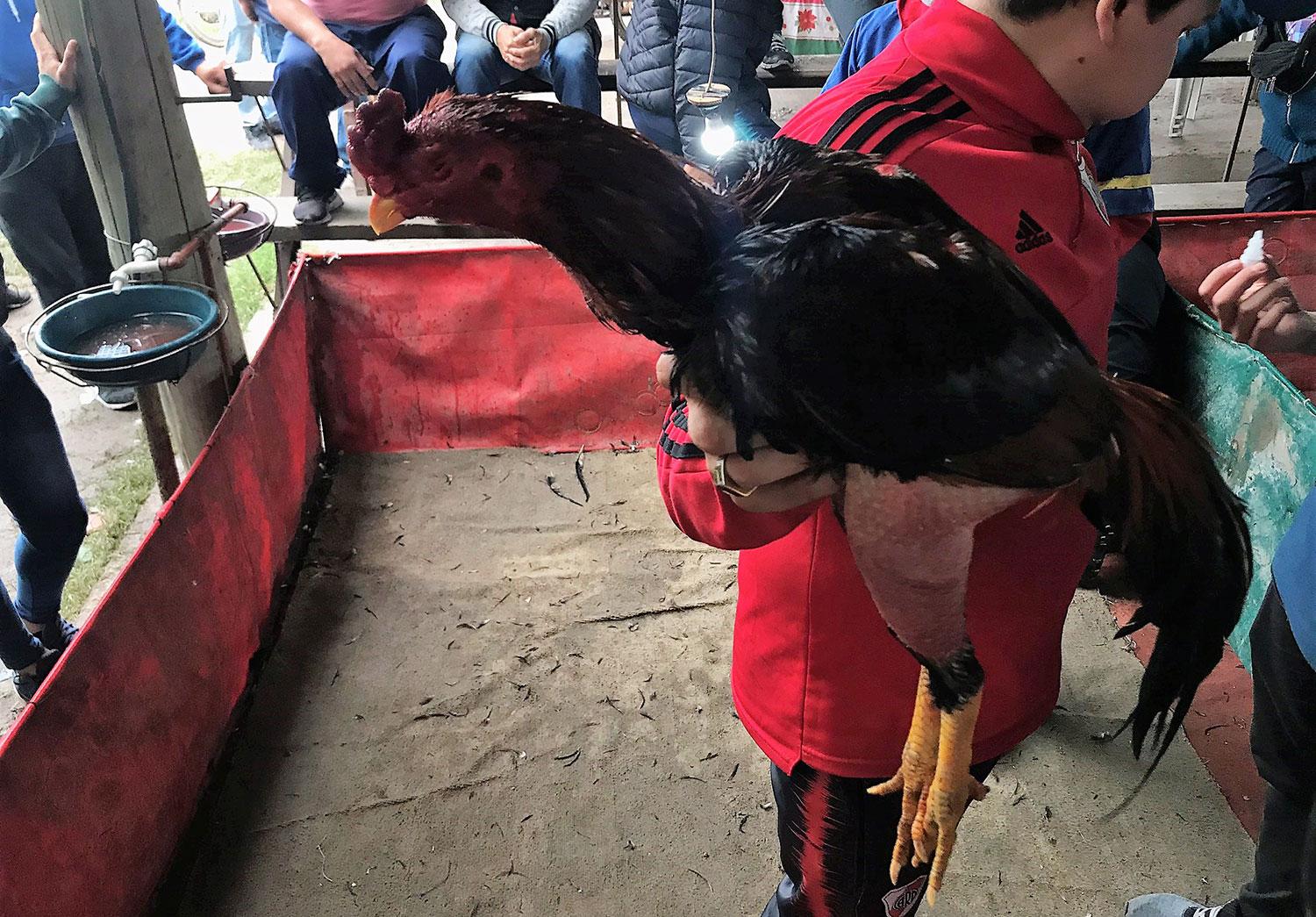 PREPARADO. El gallo lleva un riguroso entrenamientos antes de cada riña. Minímo, unos días días antes. Su recuperación puede ir de las dos semanas al tiempo que sea necesario. 