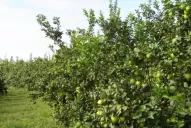 Lanzan nuevos controles para el citrus