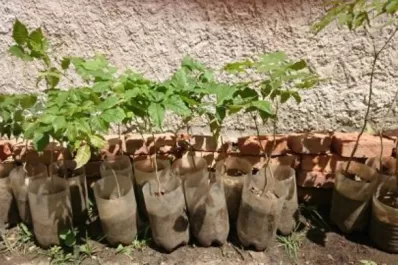 Reforestación: se sumaron al patrimonio verde de El Cadillal 500 nuevos árboles