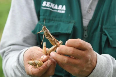Alertas y preparados para enfrentar la langosta en Tucumán