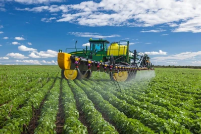 Encuentran daños de picudos negros en cultivos tardíos de soja