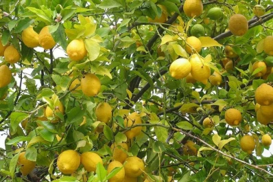 Repetir mercados y ampliar los nuevos, el objetivo del limón este año