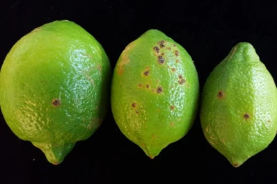 Tras las lluvias, alertan por el peligro de cancrosis