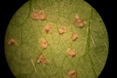 Diagnóstico de la Eeaoc: detectan roya asiática en la actual campaña de la soja tucumana