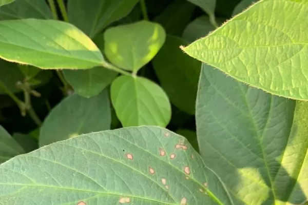 La Eeaoc detectó enfermedades fúngicas y bacterianas en la soja