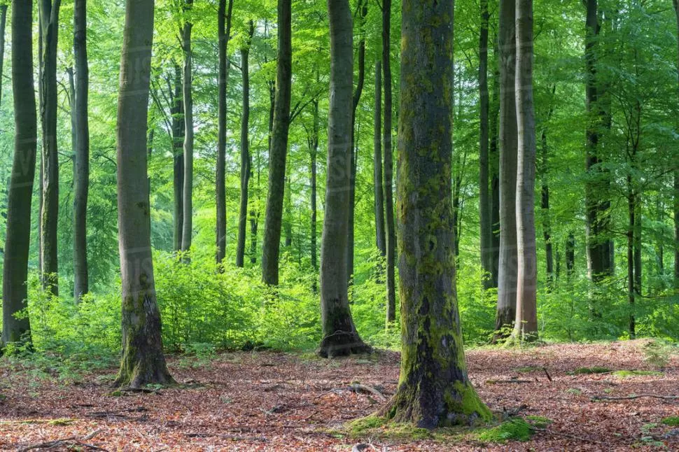 FUENTES ENERGÉTICAS. La madera y restos vegetales es una de las materia prima para generar energía. 