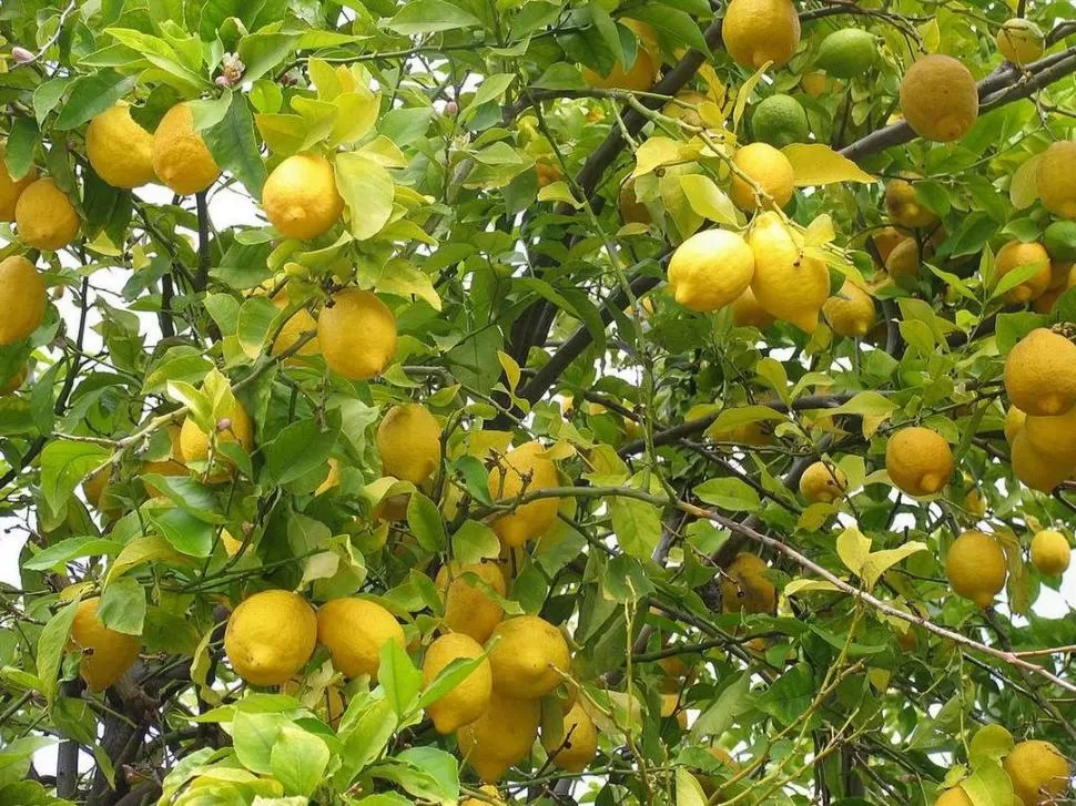 RECOMENDACIONES. Mantener las plantas de limón sanas resulta imprescindible a criterio de los técnicos de la Eeaoc.  