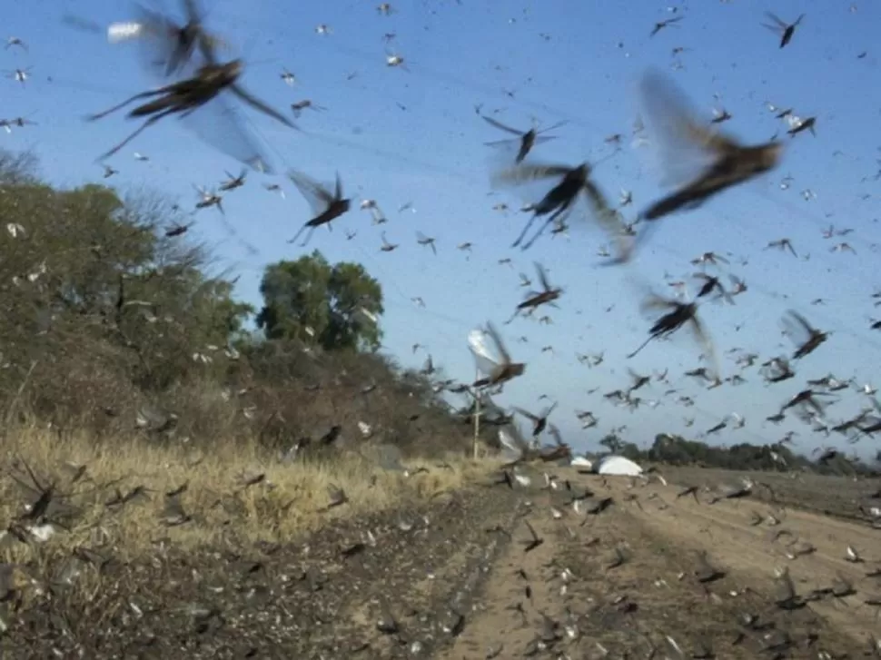 PLAGA. Mangas de langostas aún amenazan varias regiones de la Argentina.  