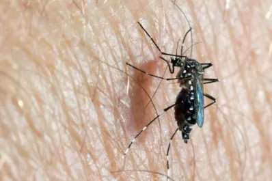 Tucumán sigue en alerta ante la posible llegada de casos de dengue