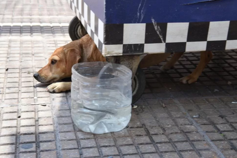 CUIDADO. Las personas deben cambiar con frecuencia el agua de los tarros. 